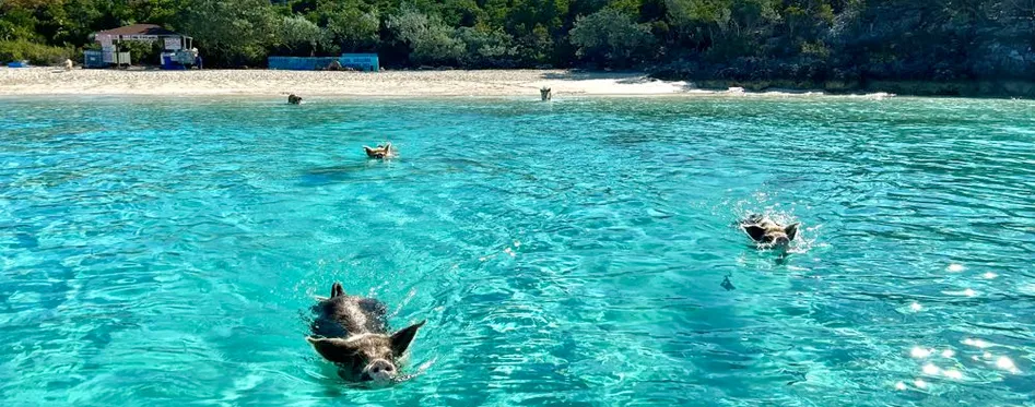CBS Local Aquatic Adventures - Miami Seaplane Tours