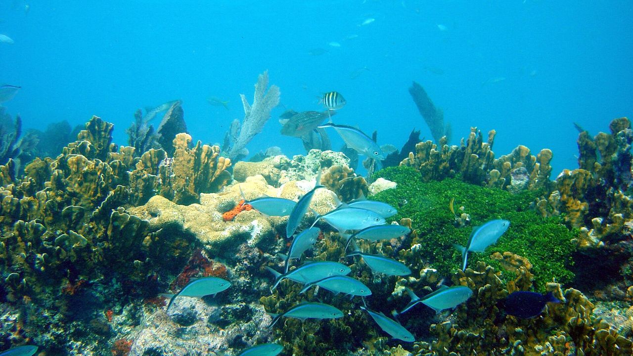  Underwater capture of John Pennekamp Coral Reef State Park in Key Largo
