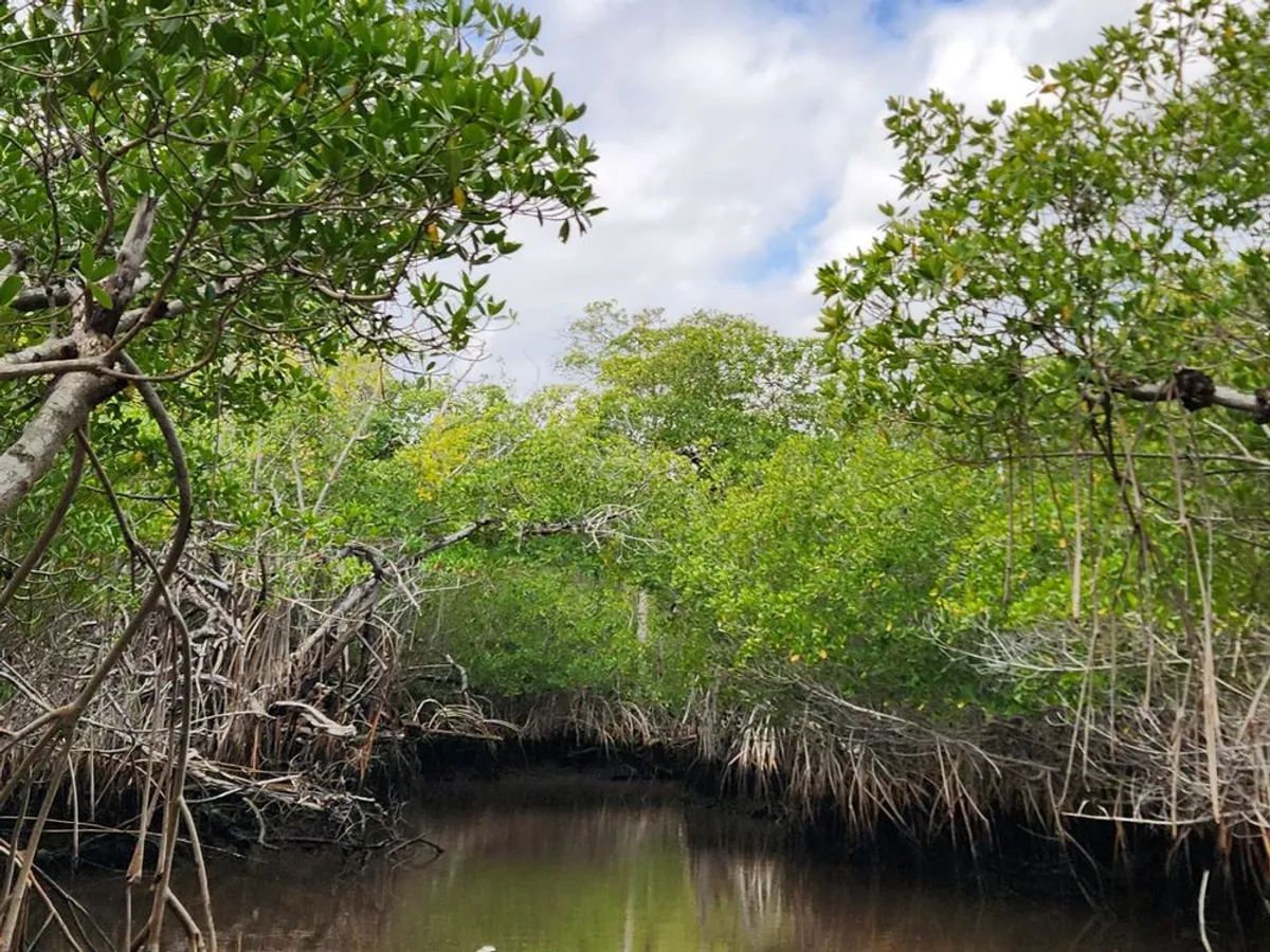 Everglades Airboat Tours