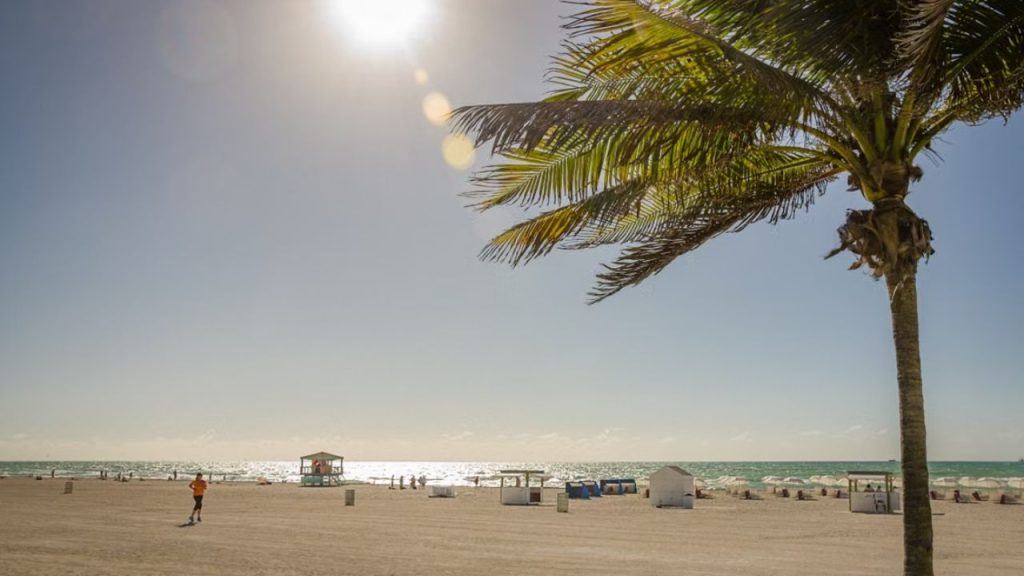 Miami beach with palm tree, lifeguard tower, and ocean.
