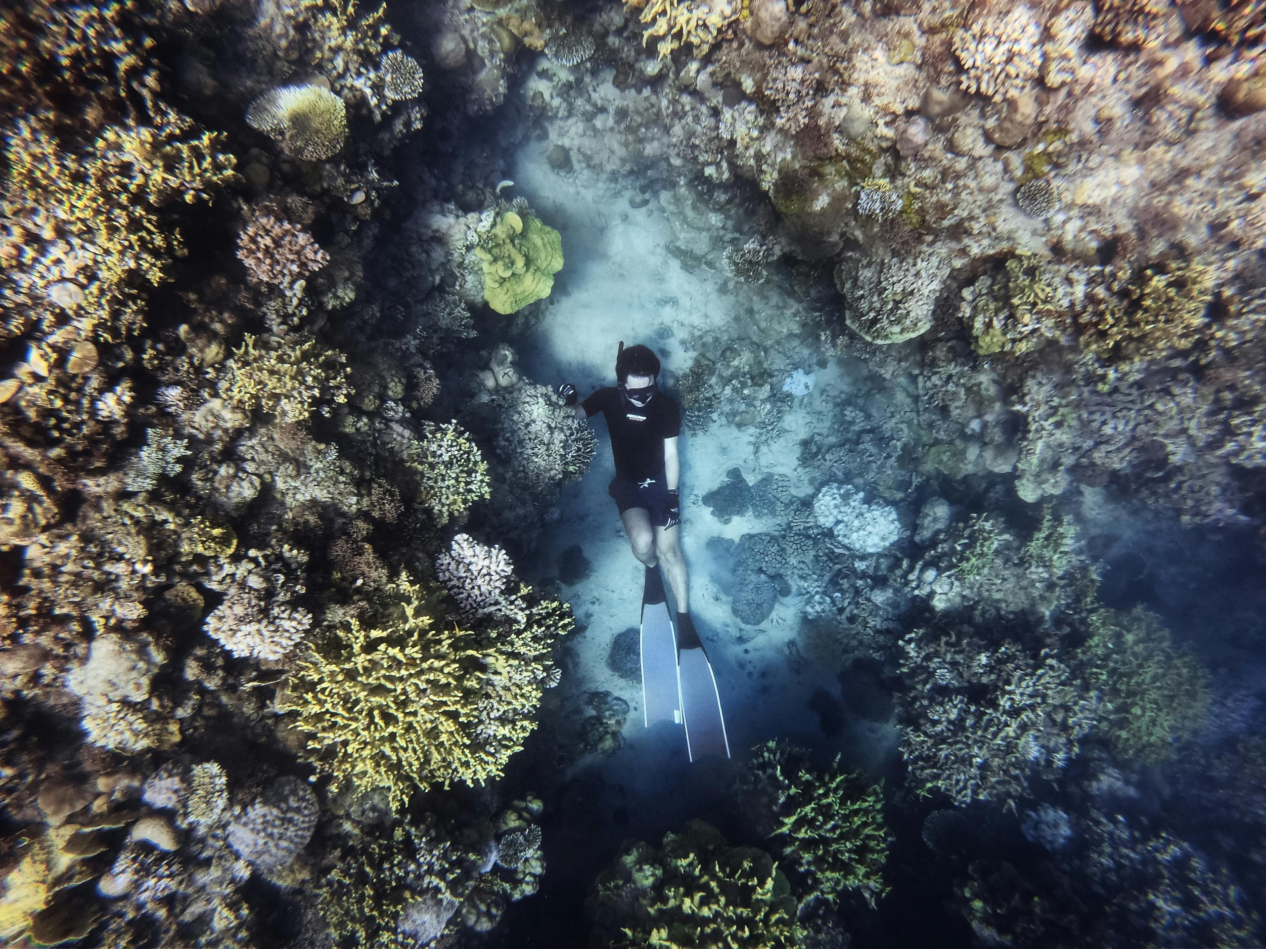 Fly and Snorkel image 4