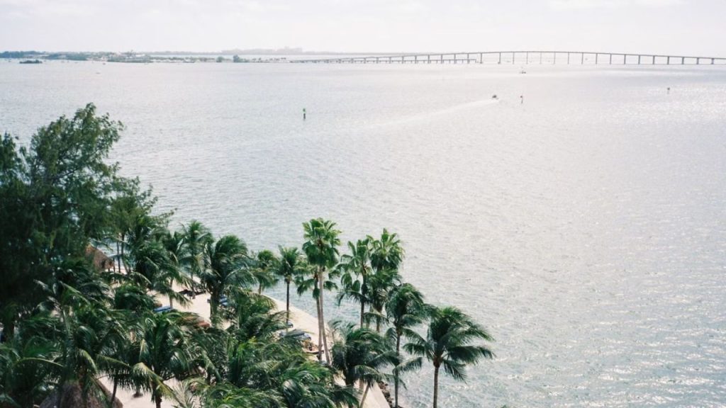 Miami waterfront with palm trees, calm water, and bridge.