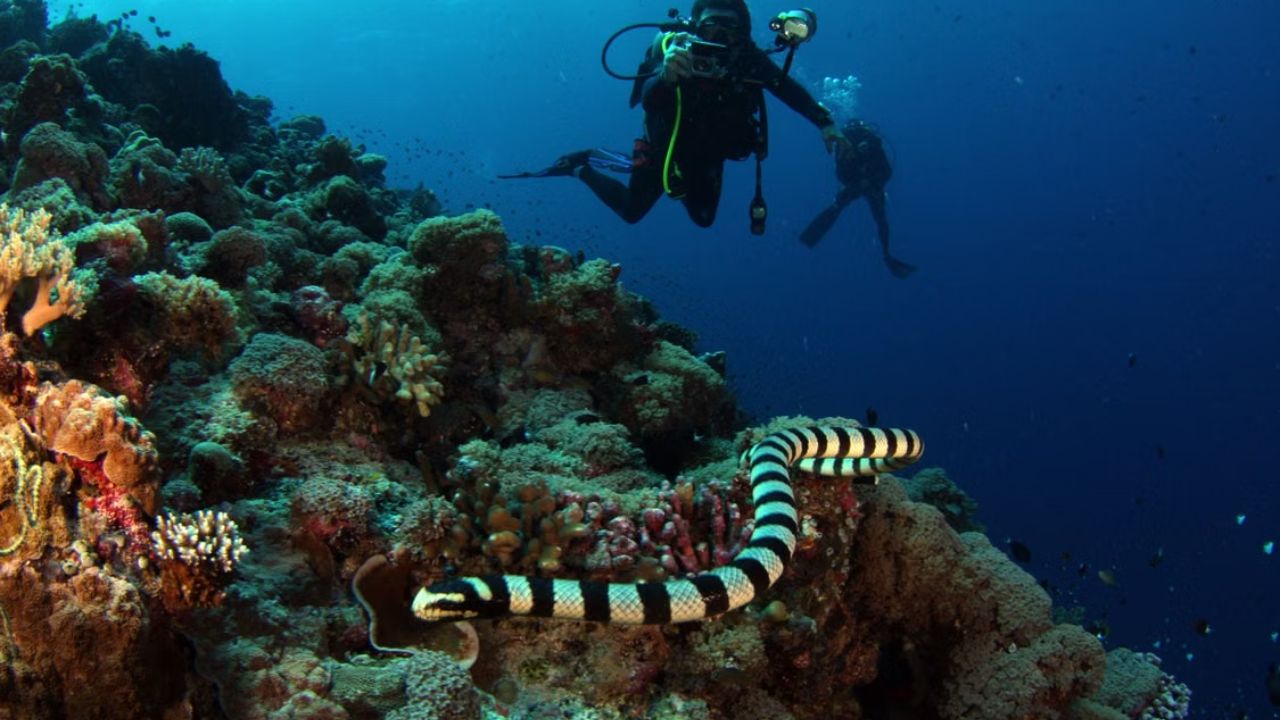 Scuba divers explore a vibrant coral reef with a sea snake in the foreground