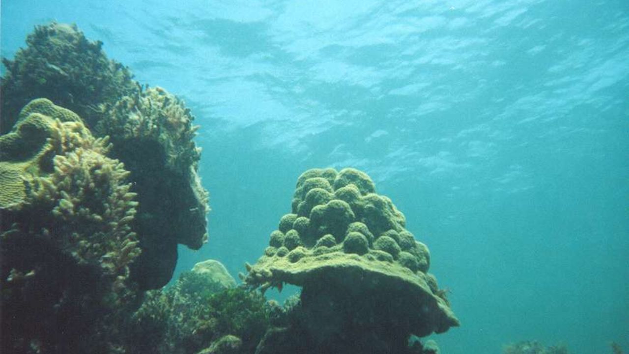 Hen and Chickens Reef coral mound in clear water.