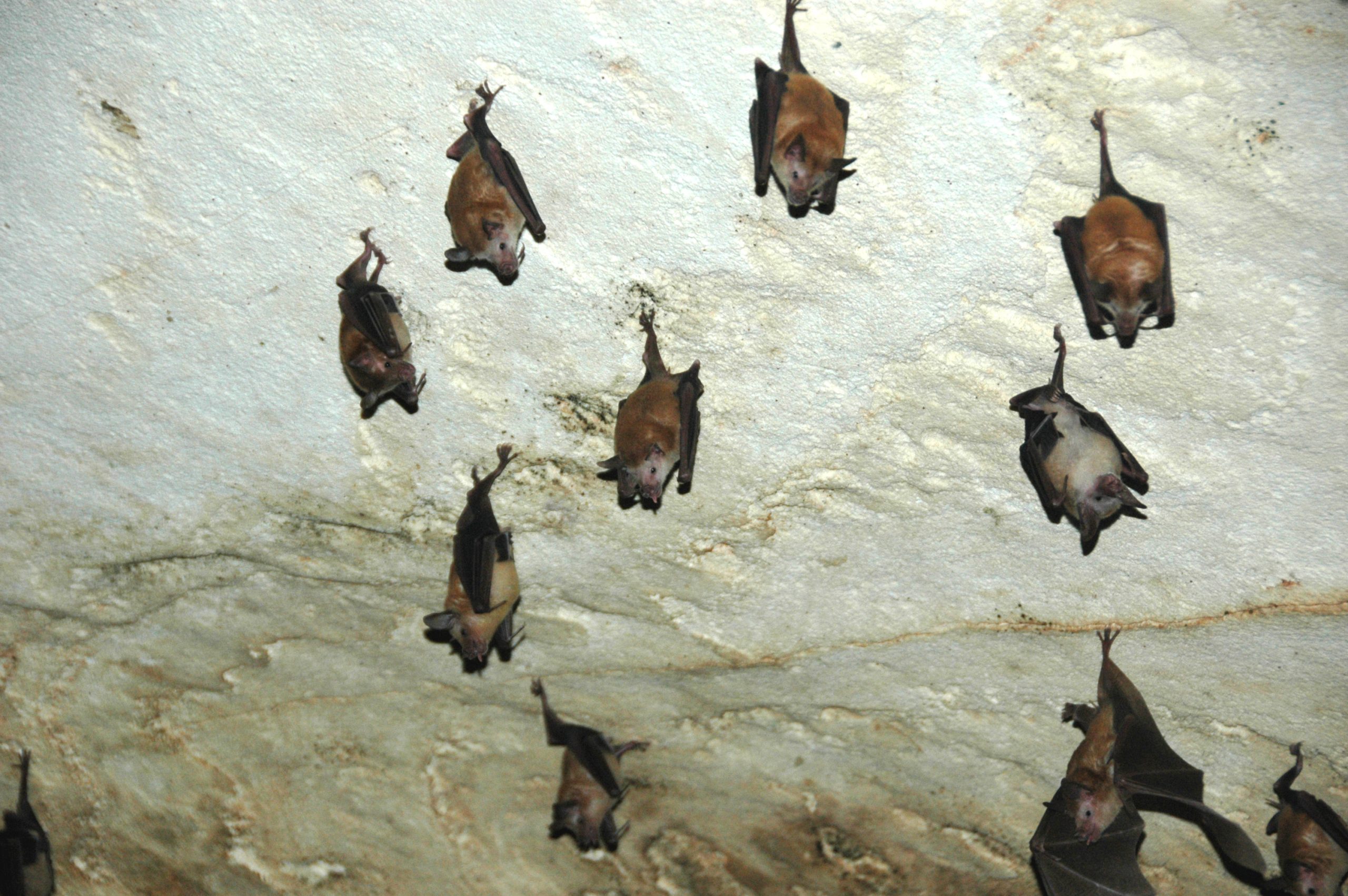 Brown leaf-nosed bats hanging upside down from cave ceiling.