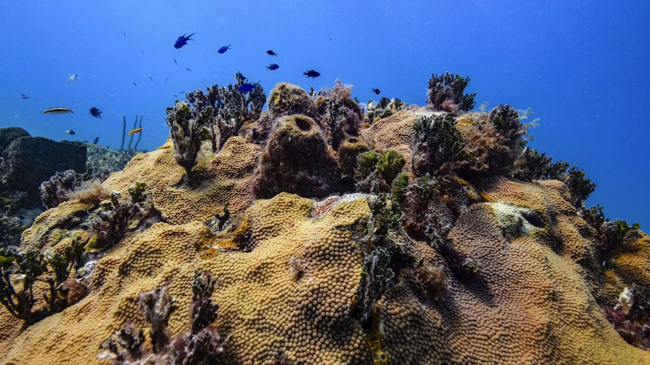 Bimini coral reef with colorful fish in clear water.