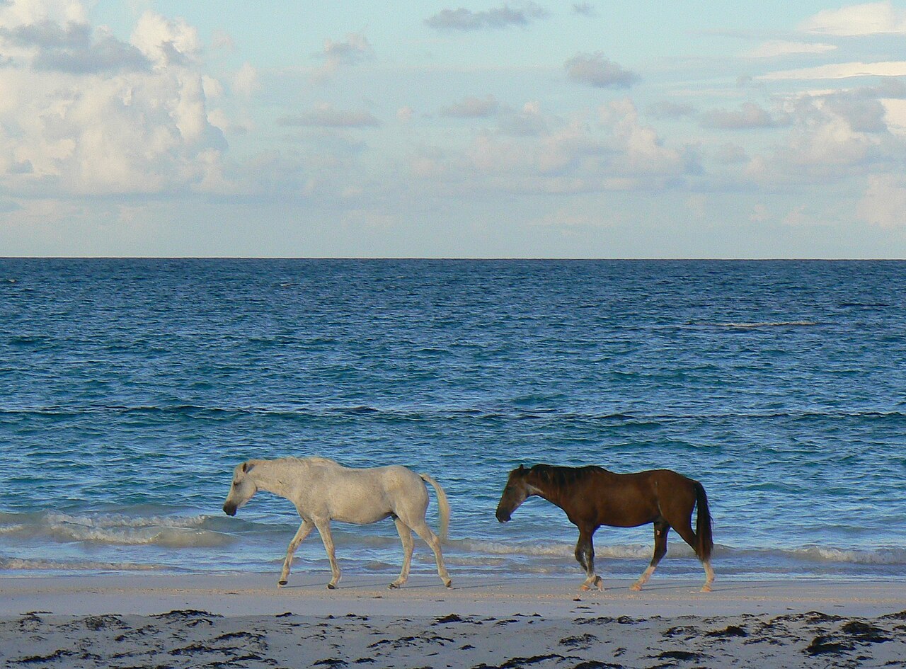 Harbour Island horses walking along sandy beach near shoreline.